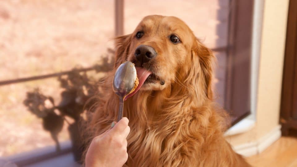 Golden Retriever licking peanut butter off spoon