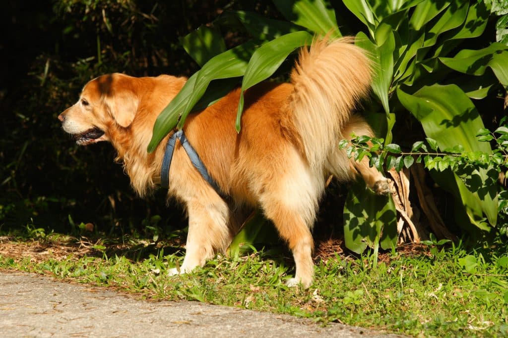 Perro haciendo pis en un arbusto