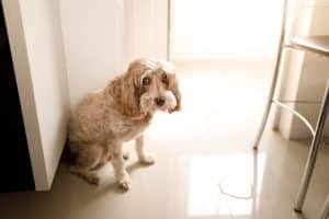 Dog after peeing indoors on the floor