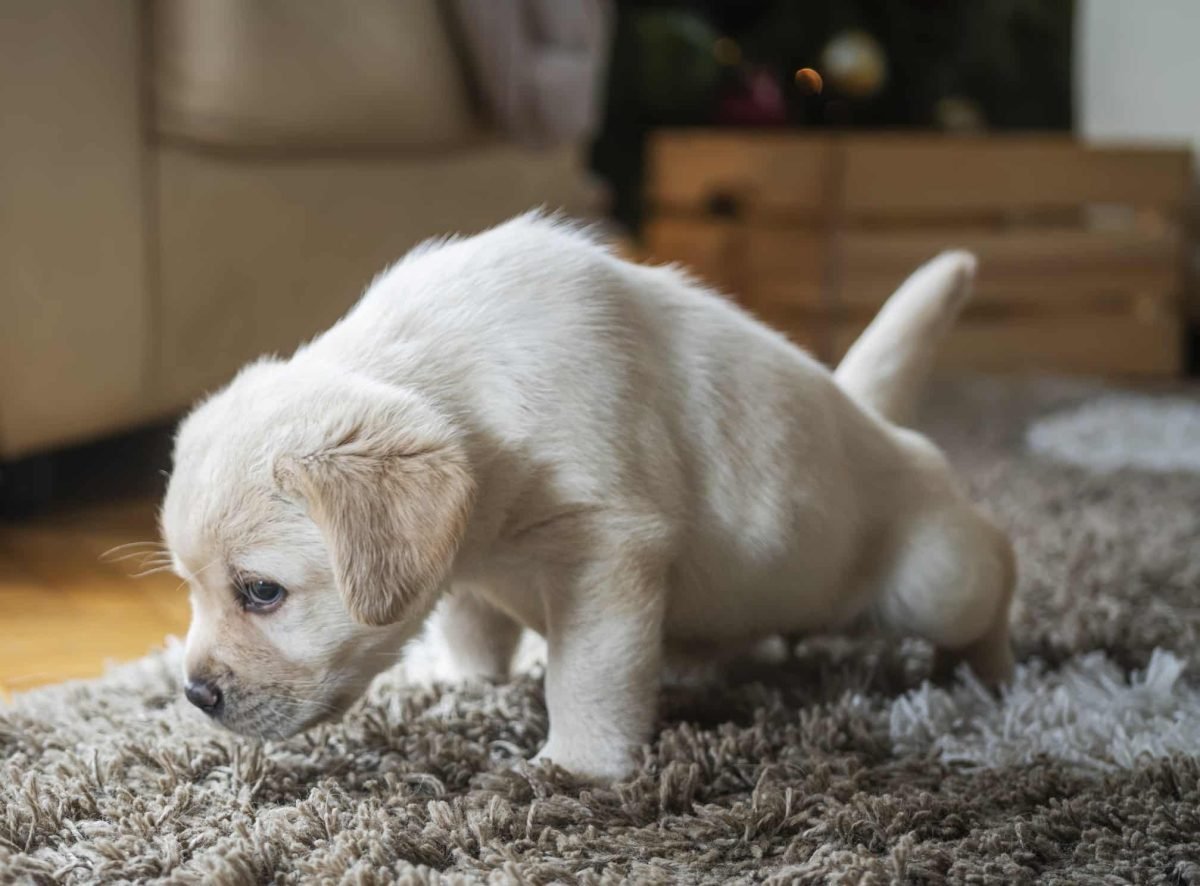 7 Reasons Dogs Are Marking Their Territory and How To Stop It
