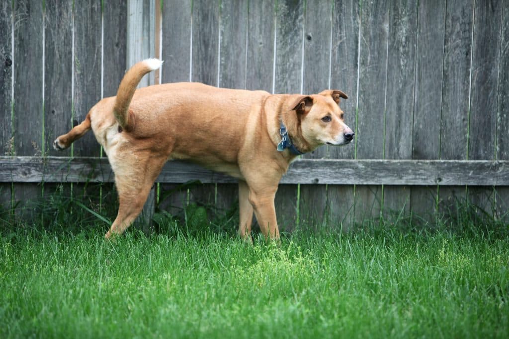 Dog urine marking in the backyard
