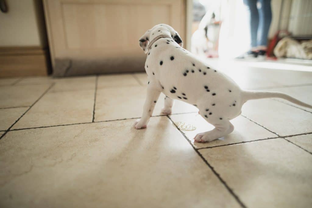 Cachorro de dálmata haciéndose pis dentro de casa 