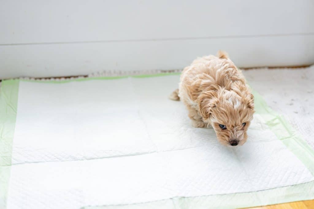 Dog peeing indoors on a pee pad