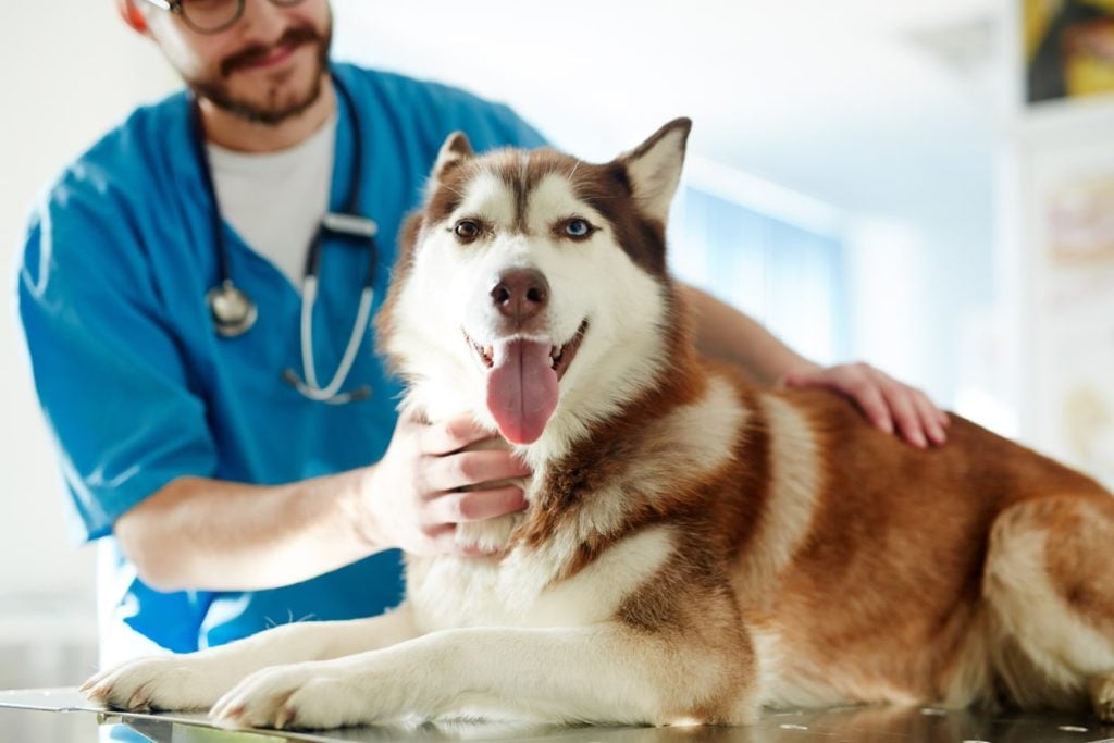 A dog getting checked at the vet after peeing the bed