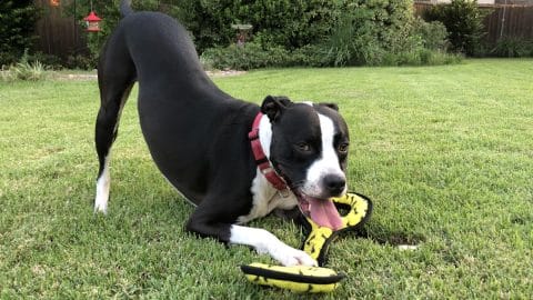 Large black and white boxer mix dog play bowing with a large yellow toy