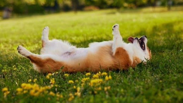 Corgi lying on their back playing dead