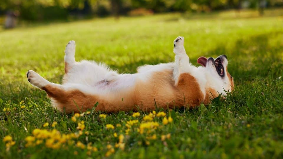 Corgi lying on their back playing dead