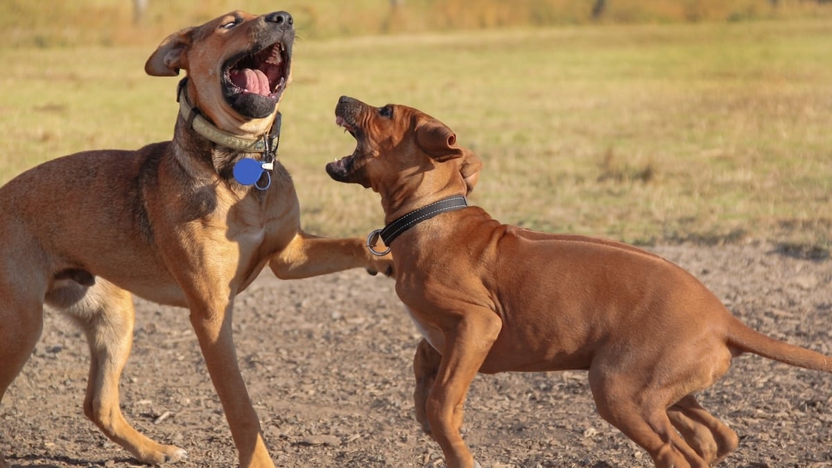 Dog Play Behavior: Unlocking Joy and Social Skills in Pets
