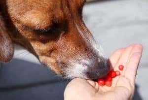 A dog eating pomegranate seeds out of a hand.