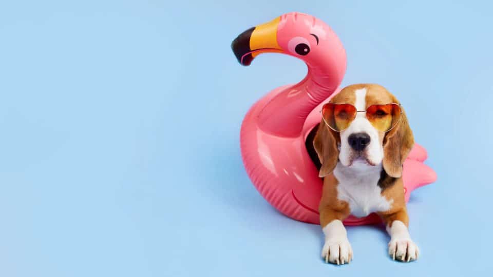 Beagle with chic sunglasses, sitting in a flamingo floatie