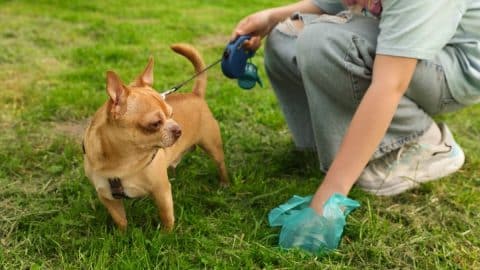 Woman picking up her dog's poop from green grass, closeup