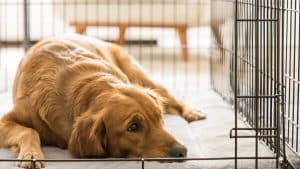 Golden Retriever lays in sunny wire crate with door open