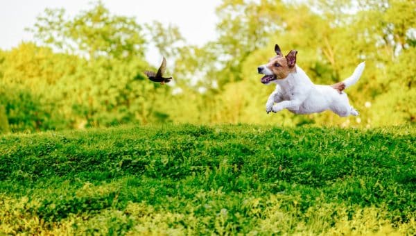 A Jack Russell Terrier with a high prey drive chasing a bird.