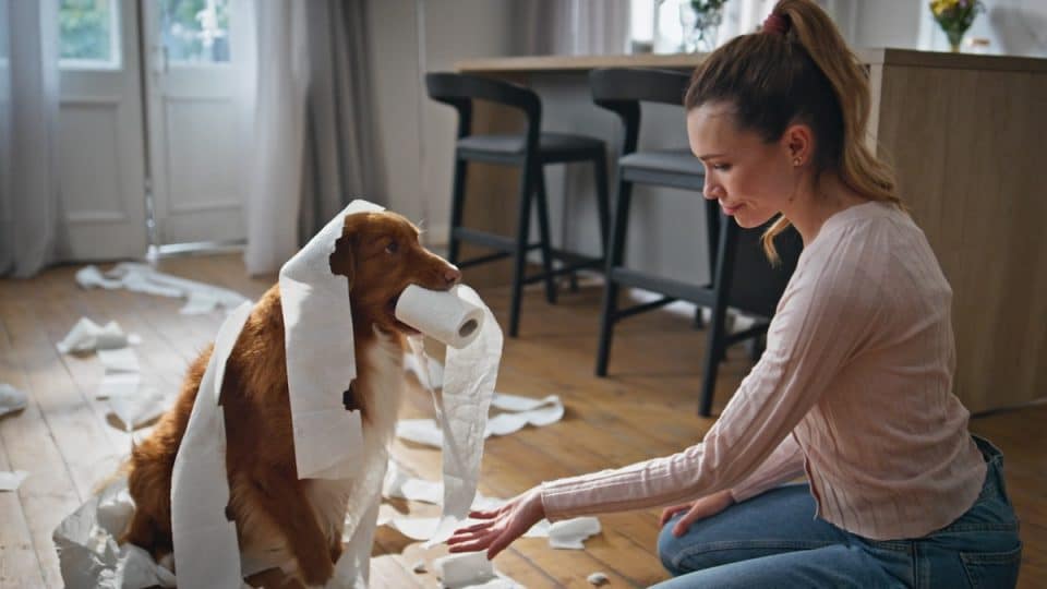 Pet parent holding out hand for toilet paper roll stolen by dog.