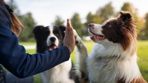 Person high fives border collies in park