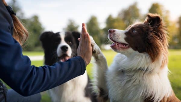 Person high fives border collies in park