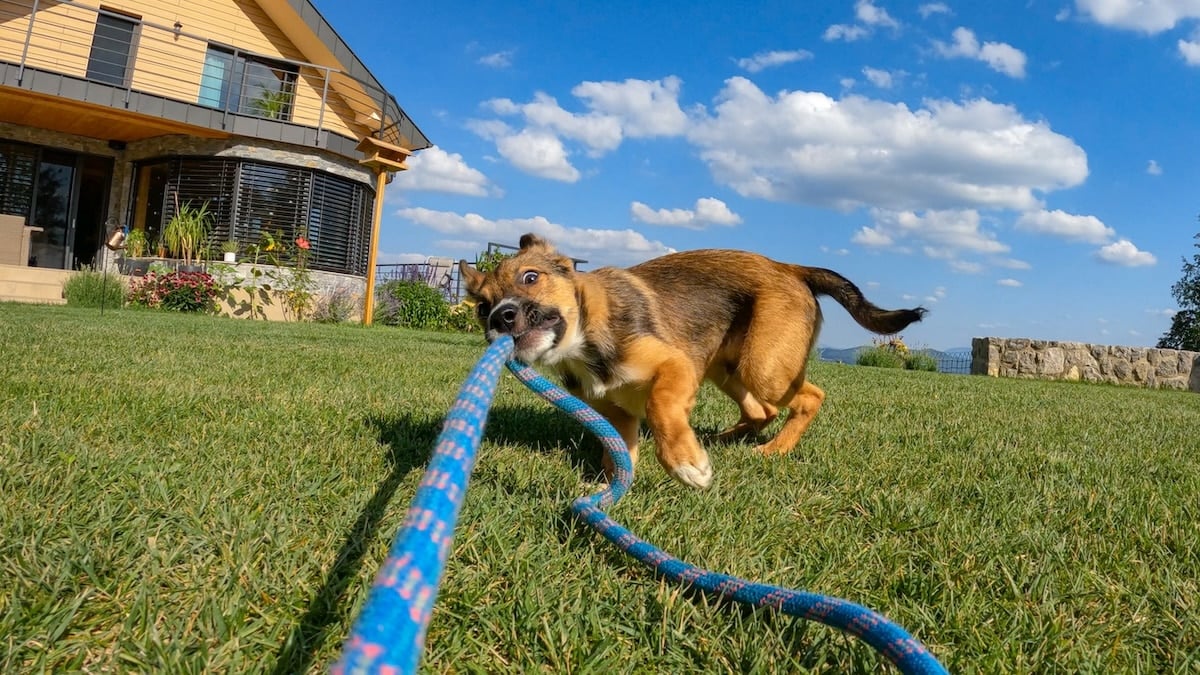 11 Signs of Overexercise In Puppies & Dogs