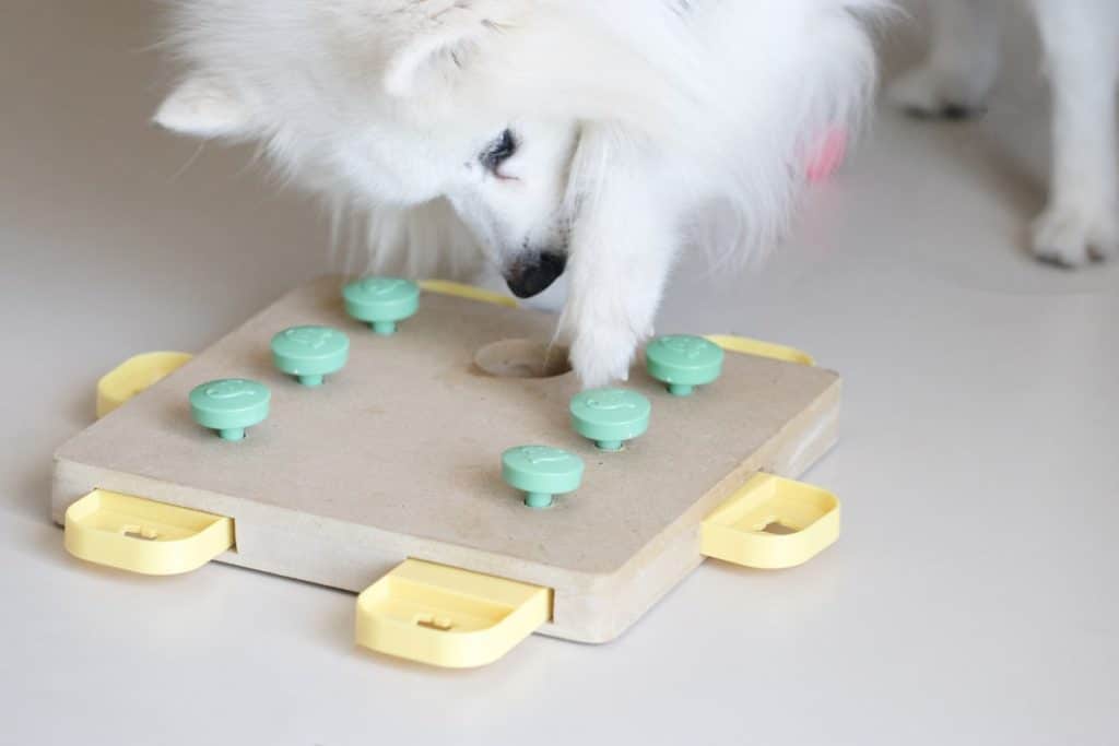 Dog doing a puzzle to help their memory