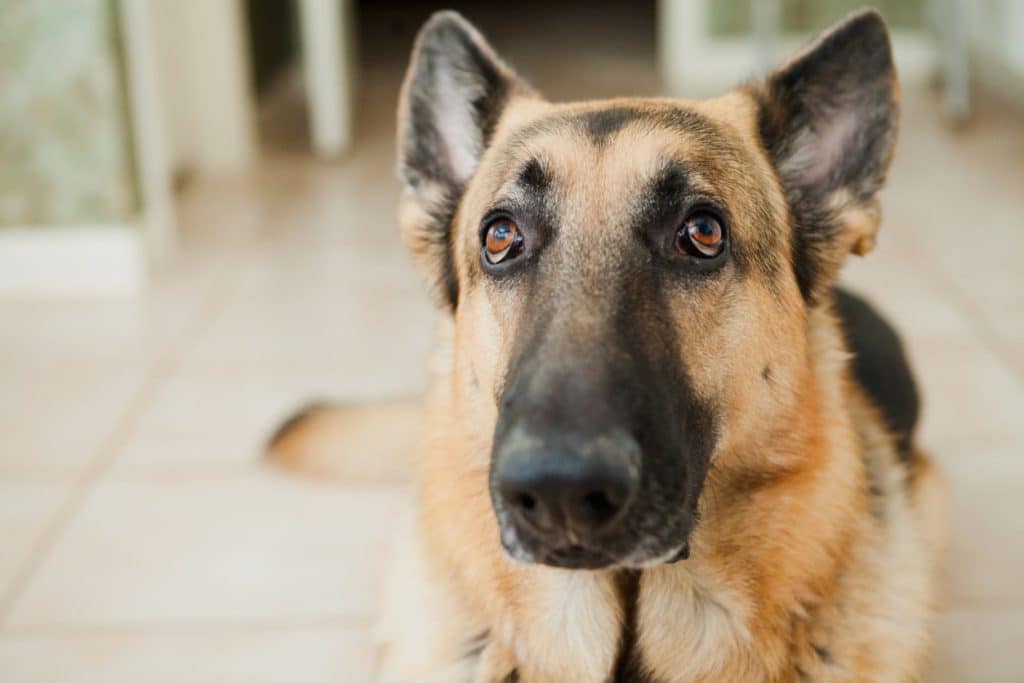 A German Shepherd raising their eyebrows