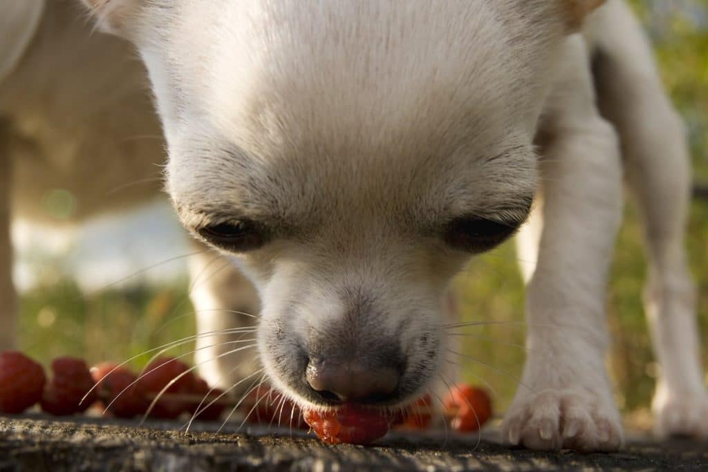 A dog eating raspberries close up