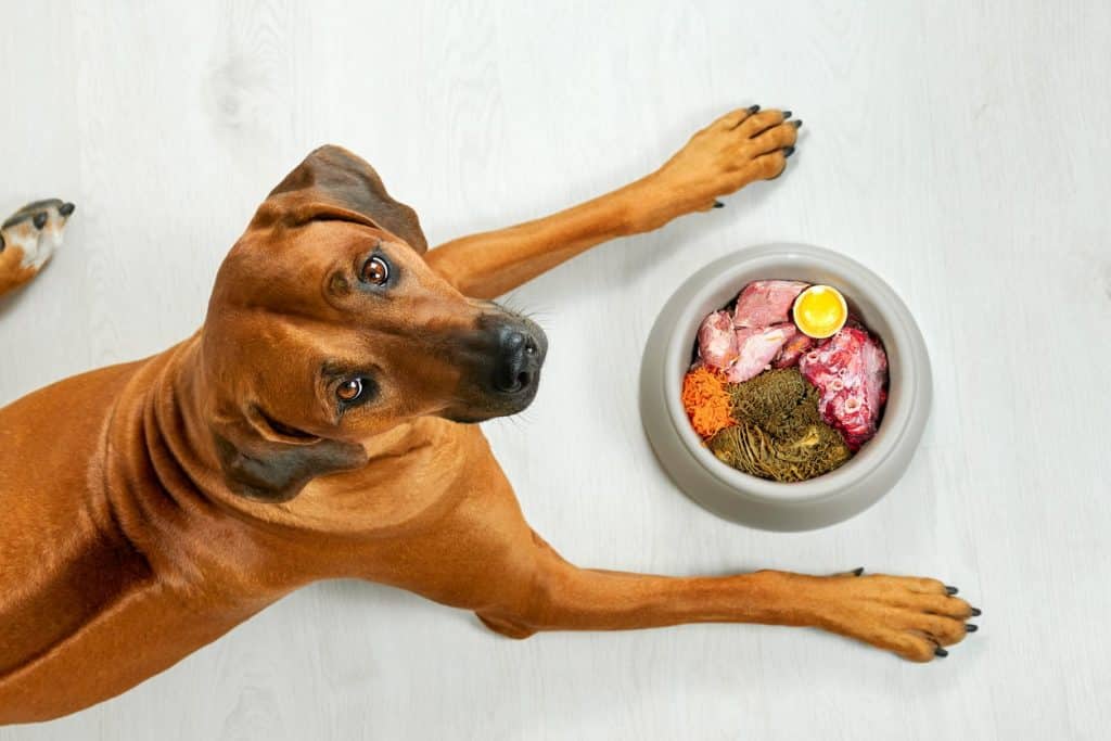A dog with raw diet food