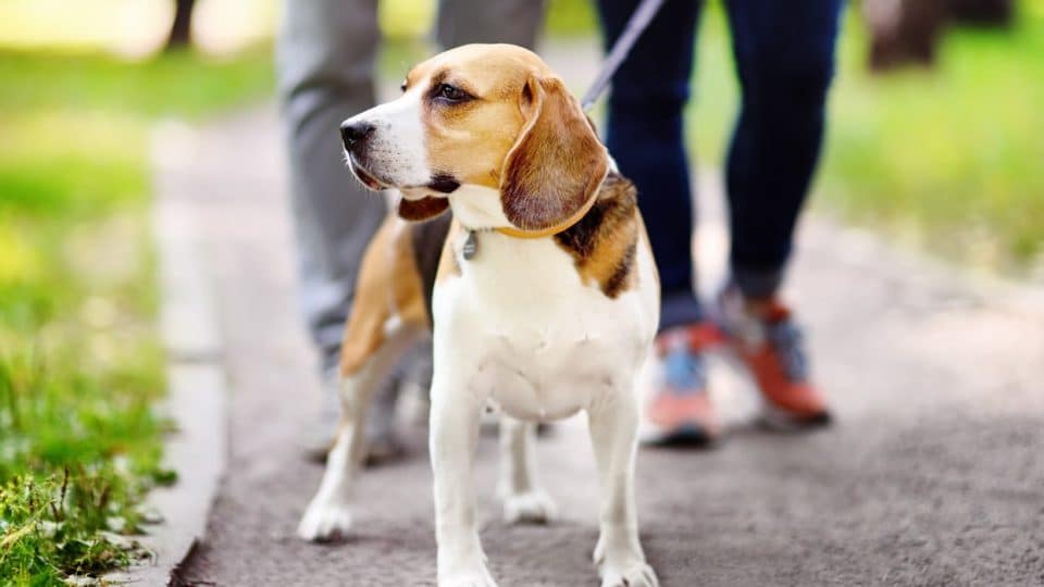 Beagle walking again after initially refusing