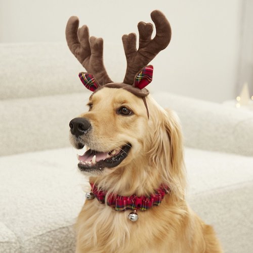 Dog wearing reindeer antlers and plaid collar