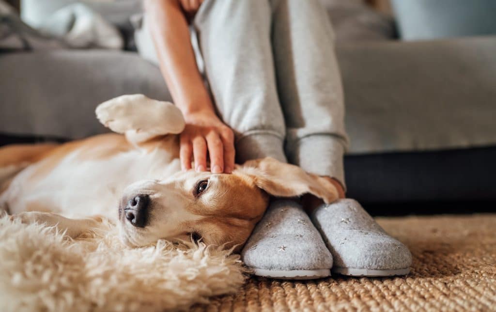 Cute dog resting on their pet parents feet