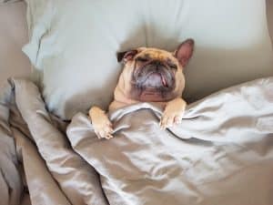 French Bulldog snoozing under covers