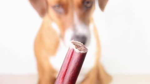 A dog waiting to eat a rhubarb stem