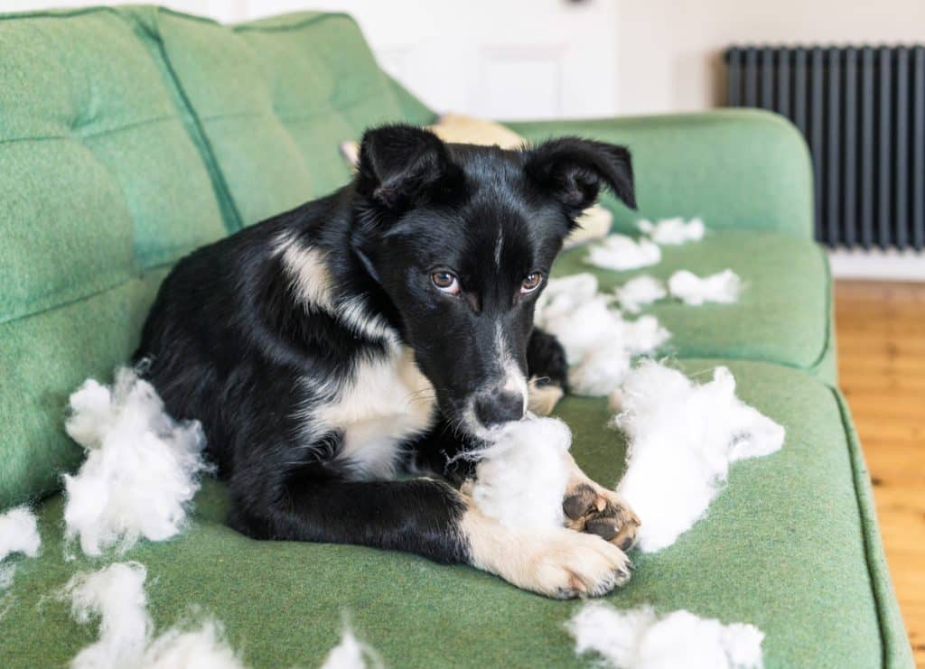 Un cachorro de border collie pillado destrozando un cojín del sofá.