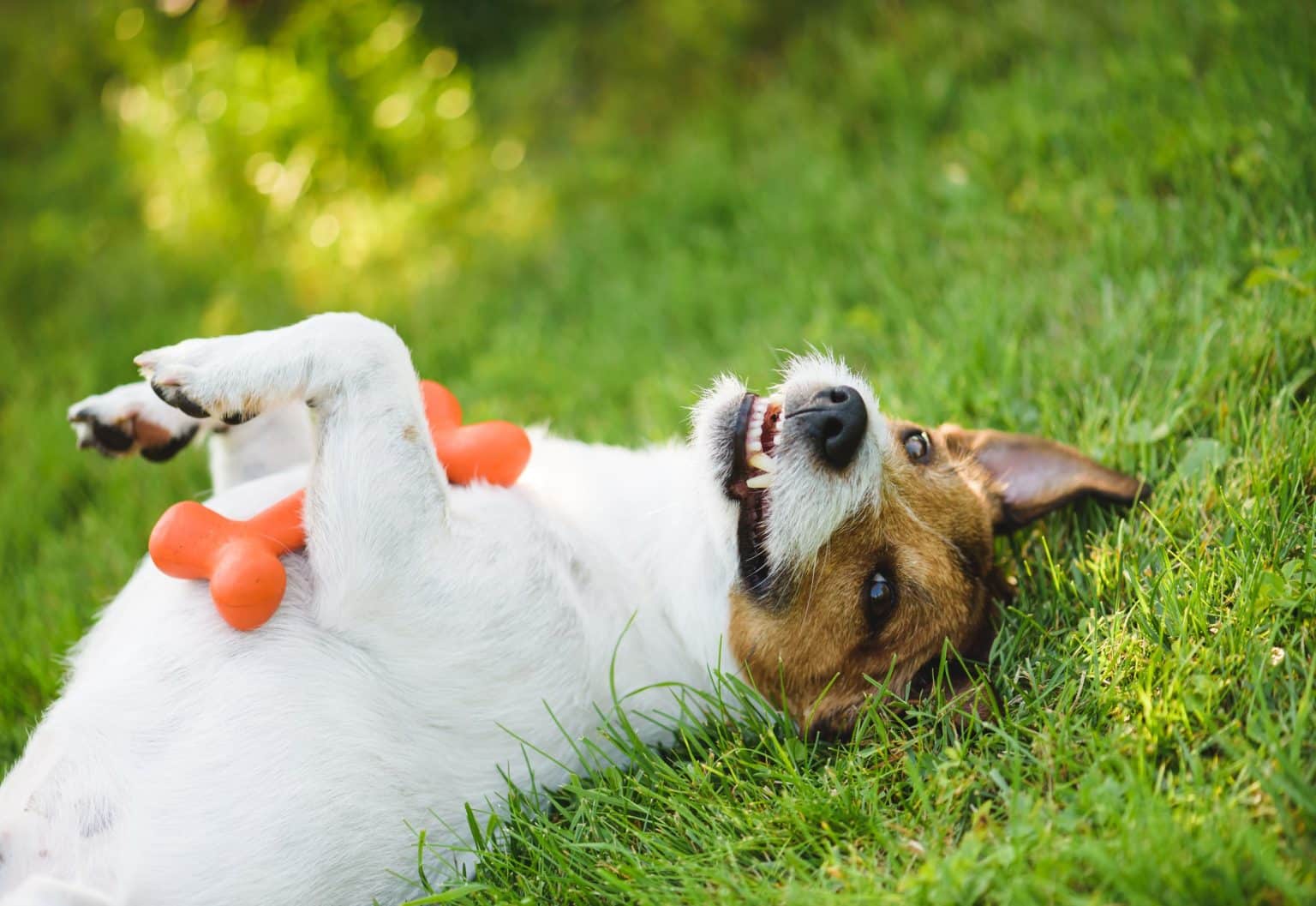 Warum lieben es Hunde, sich im Gras, Kot und anderen Dingen zu wälzen?