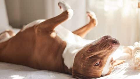 Happy dog rolling on their back in the sun