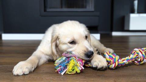 Golden Retriever puppy chewing on rope toy