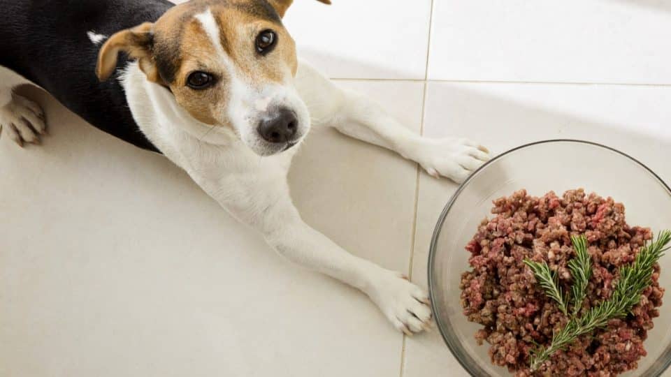 Rosemary Extract Powder supplier Rosemary Extract Powder supplier