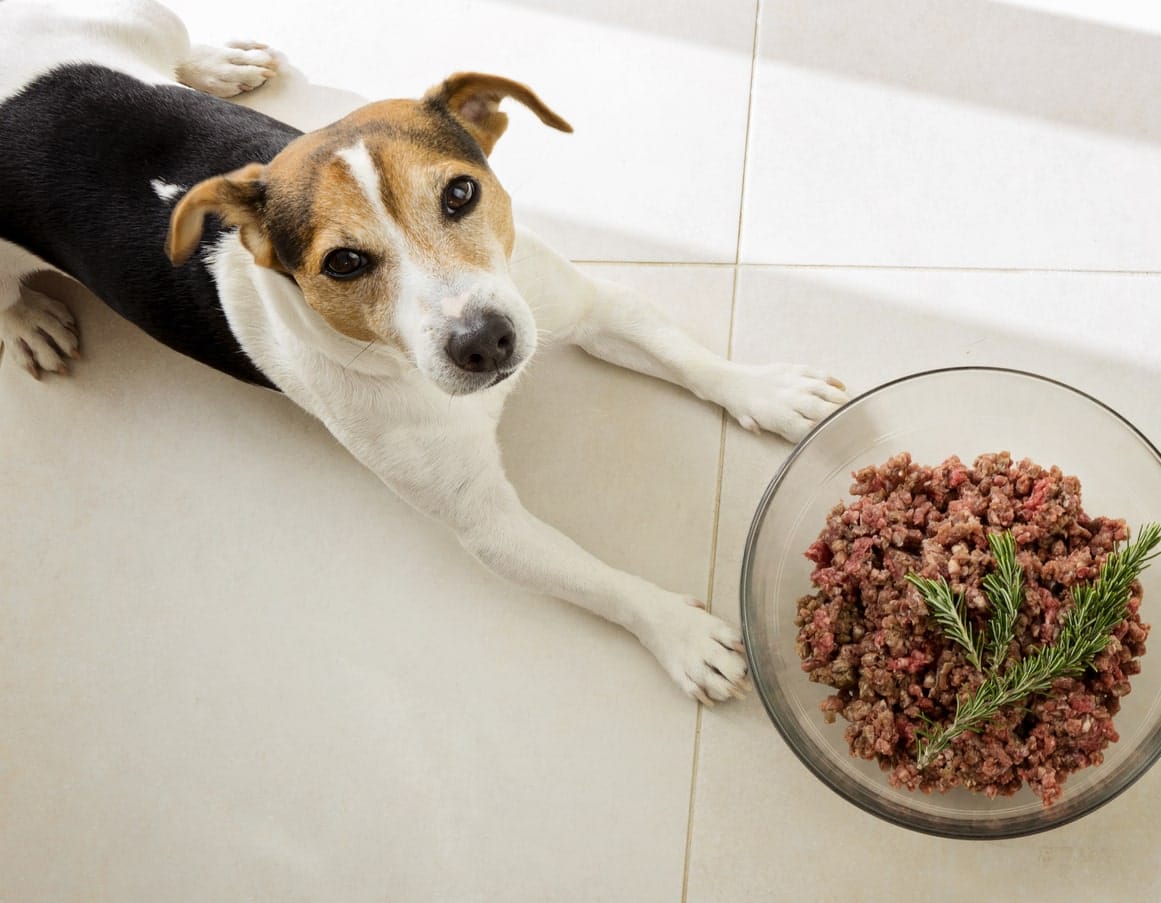 Is Rosemary Safe for Dogs?