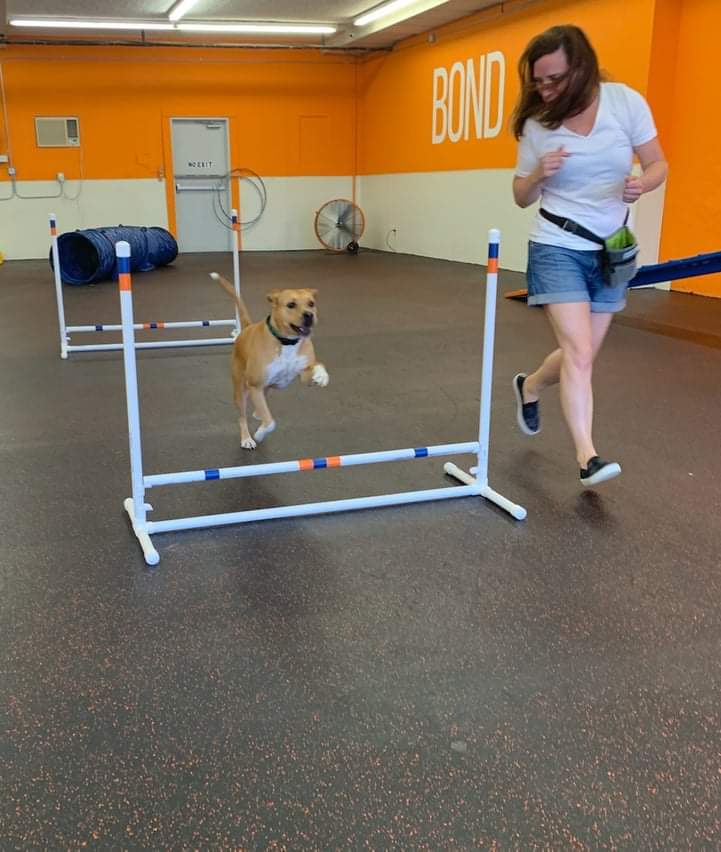 Dog running an agility course next to a woman at The Dog Gym Houston.