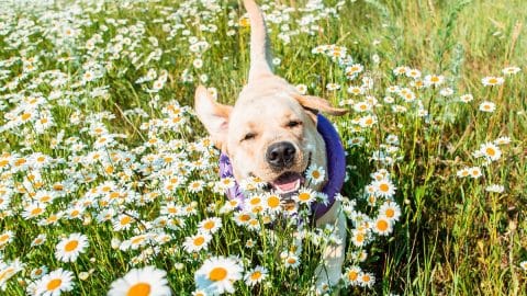 Yellow lab running in field of chamomile