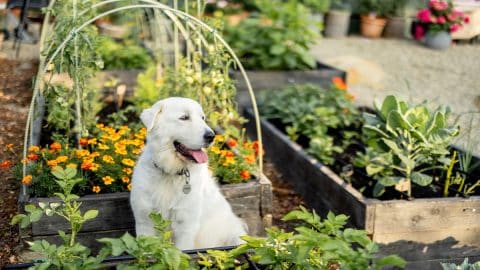 Dog sitting in beautiful garden of raised beds