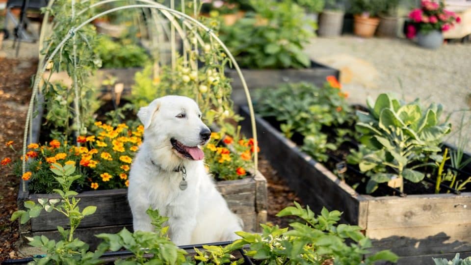 Dog sitting in beautiful garden of raised beds