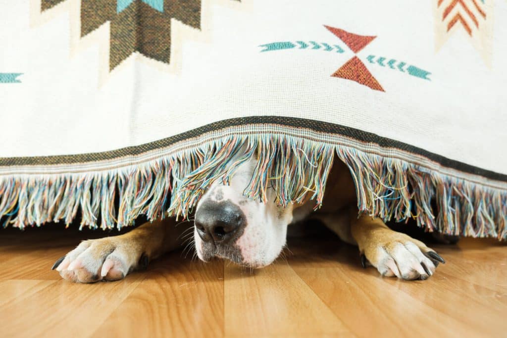Perro escondido debajo de la cama durante los fuegos artificiales