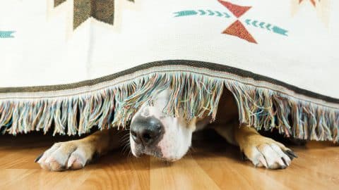 Dog hiding under the bed