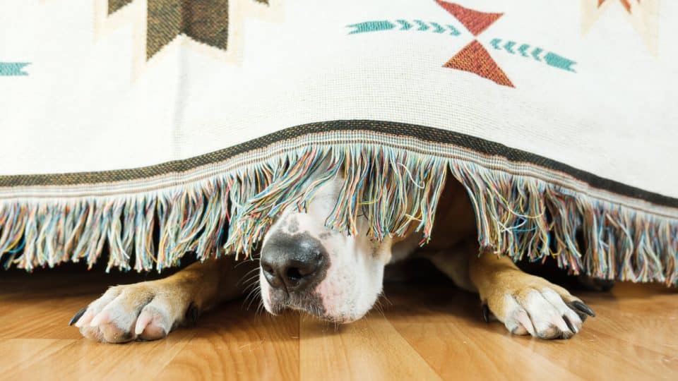 Dog hiding under the bed