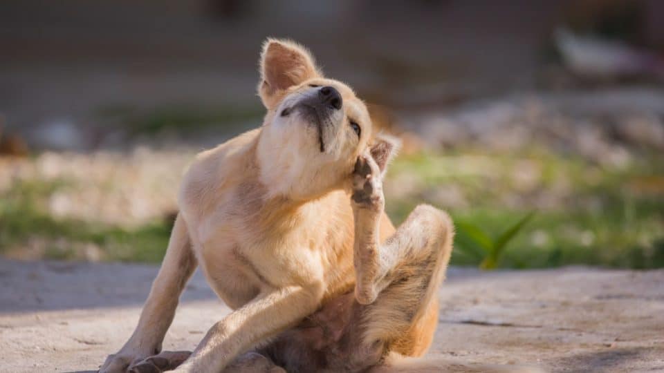 Dog scratching at their ear with an infection