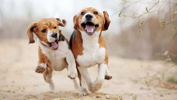 Two funny beagle dogs running in spring together