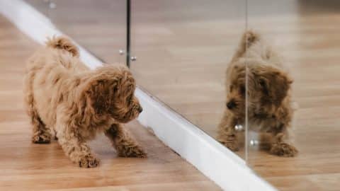 A dog looking at themselves in the mirror