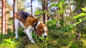 Beagle sniffing ground in woods