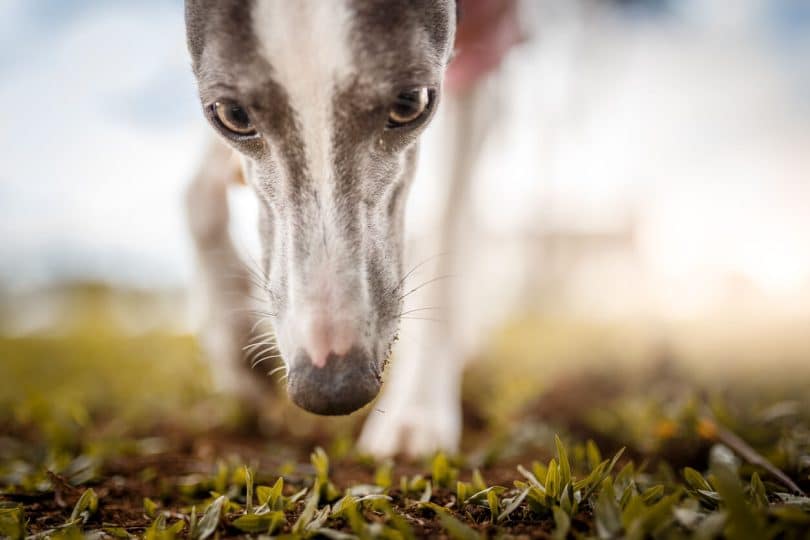 Dog with long snout sniffs ground