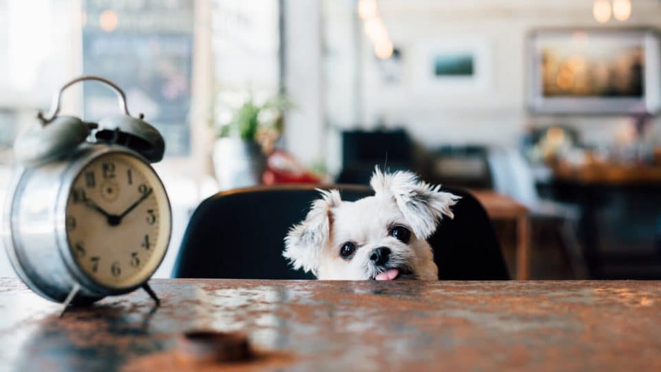 Dog peeking over table with clock