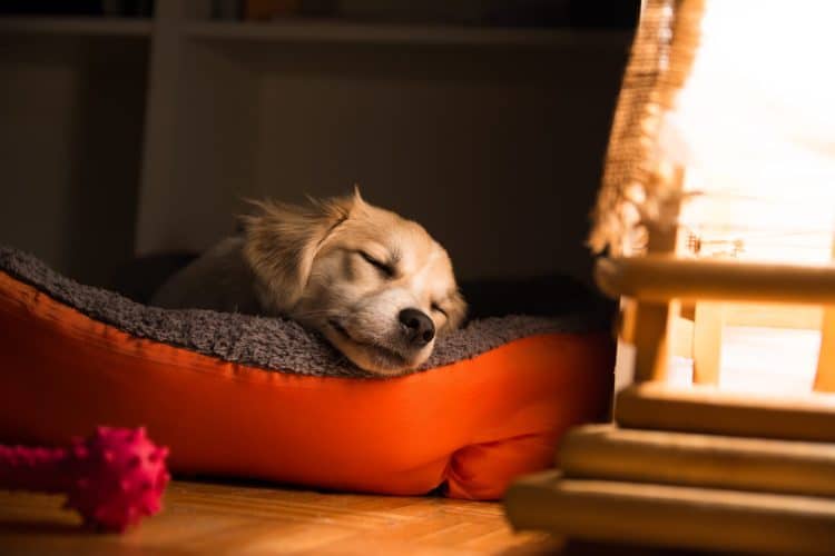 Dog napping in red dog bed